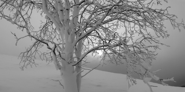 2_11.jpg (1.23 MiB) Visto 23467 volte Un albero di neve...