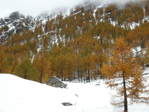Colori autunnali su sfondo invernale.